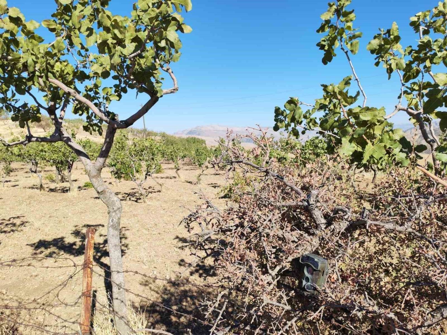 siirtte-jandarma-fistik-hirsizliklarina-karsi-denetimlerini-artirdi