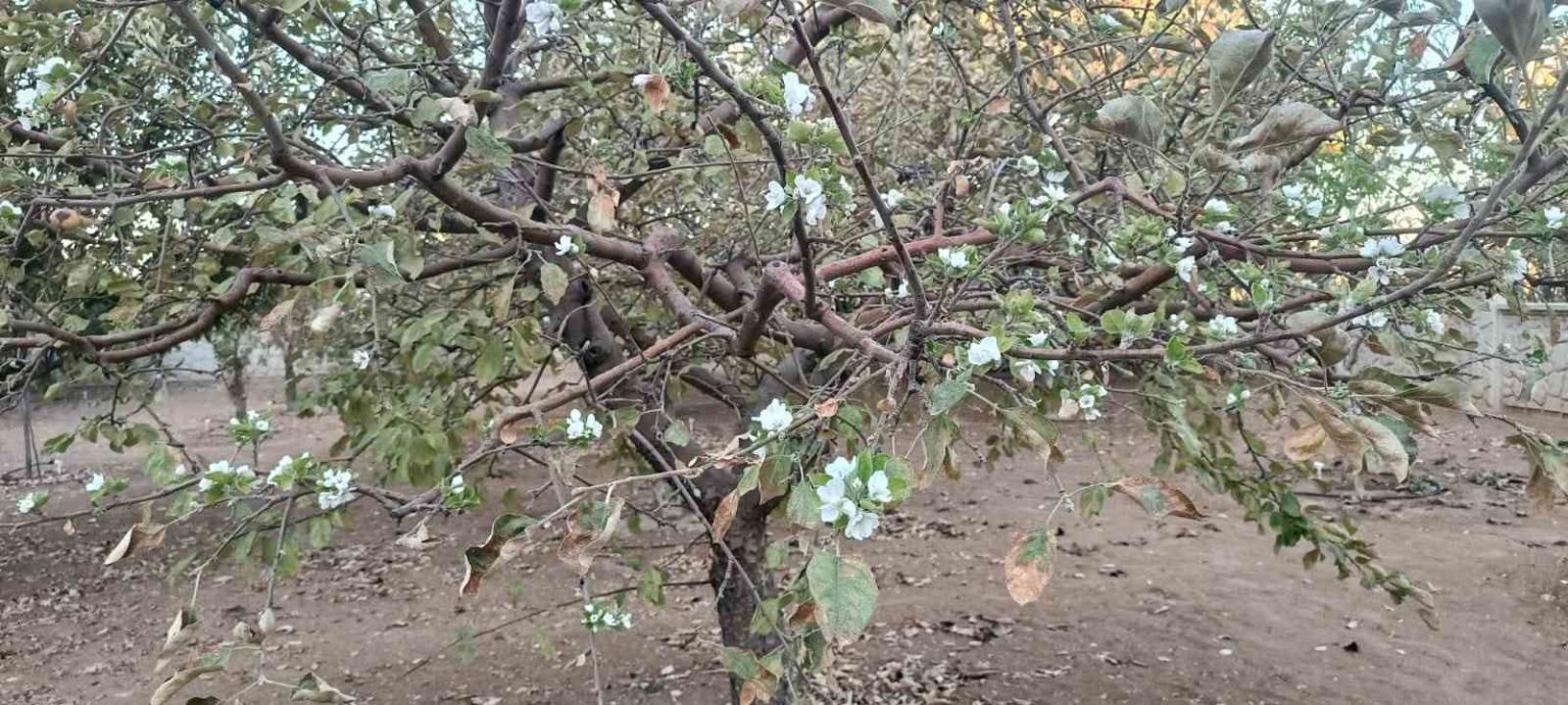 sonbaharda-agac-cicek-acti-gorenler-hayrete-dustu