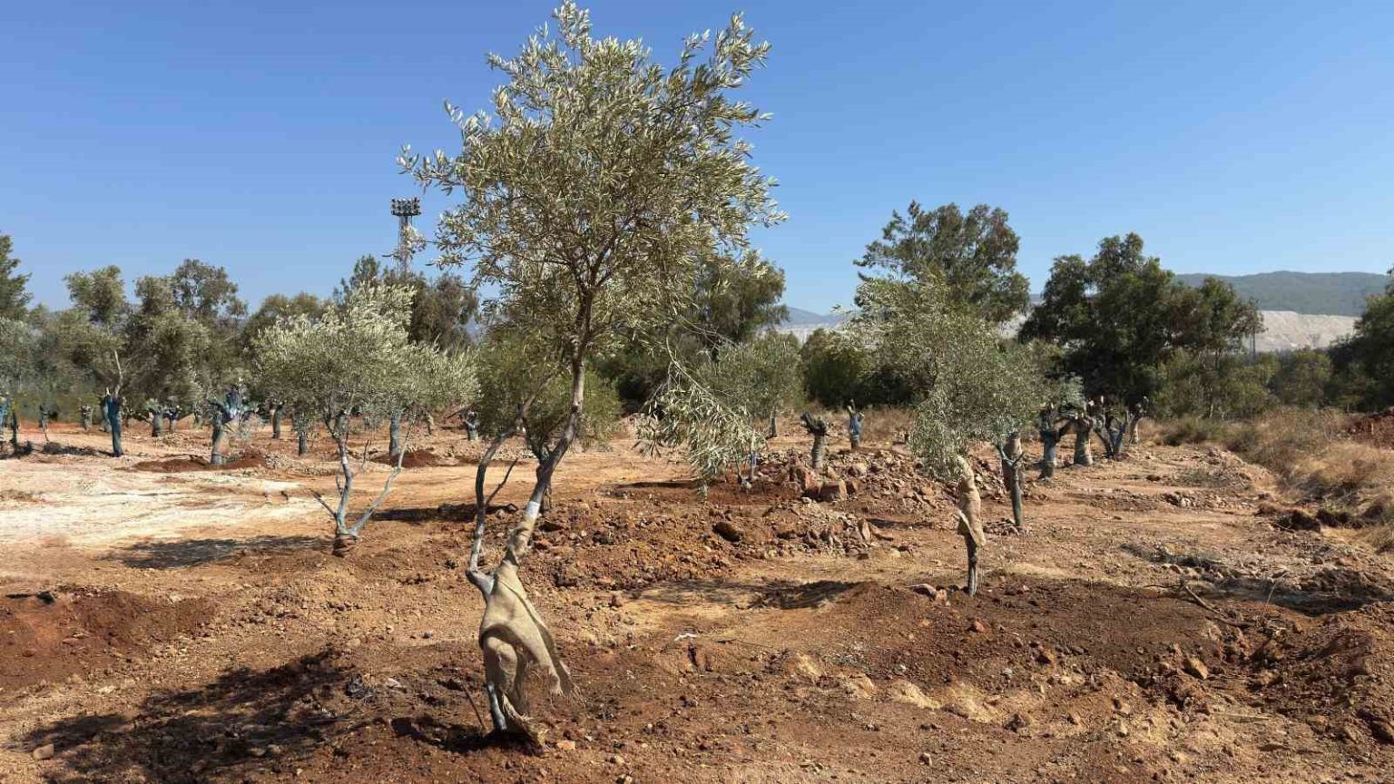 zeytin-agaclari-bilimsel-yontemlerle-yeni-yerlerine-tasindi