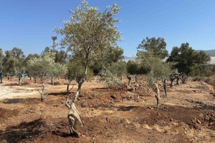 zeytin-agaclari-bilimsel-yontemlerle-yeni-yerlerine-tasindi