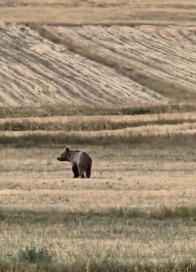 ardahanda-boz-ayi-tarlaya-indi