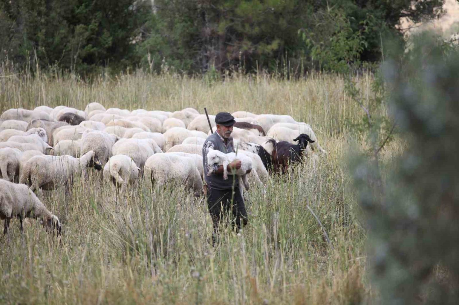 burdurun-daglarinda-yarim-asirdir-koyunlarin-pesinde