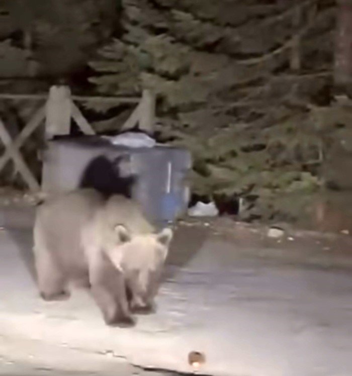 bursa-uludagda-koca-ayiyi-ekmekle-beslediler