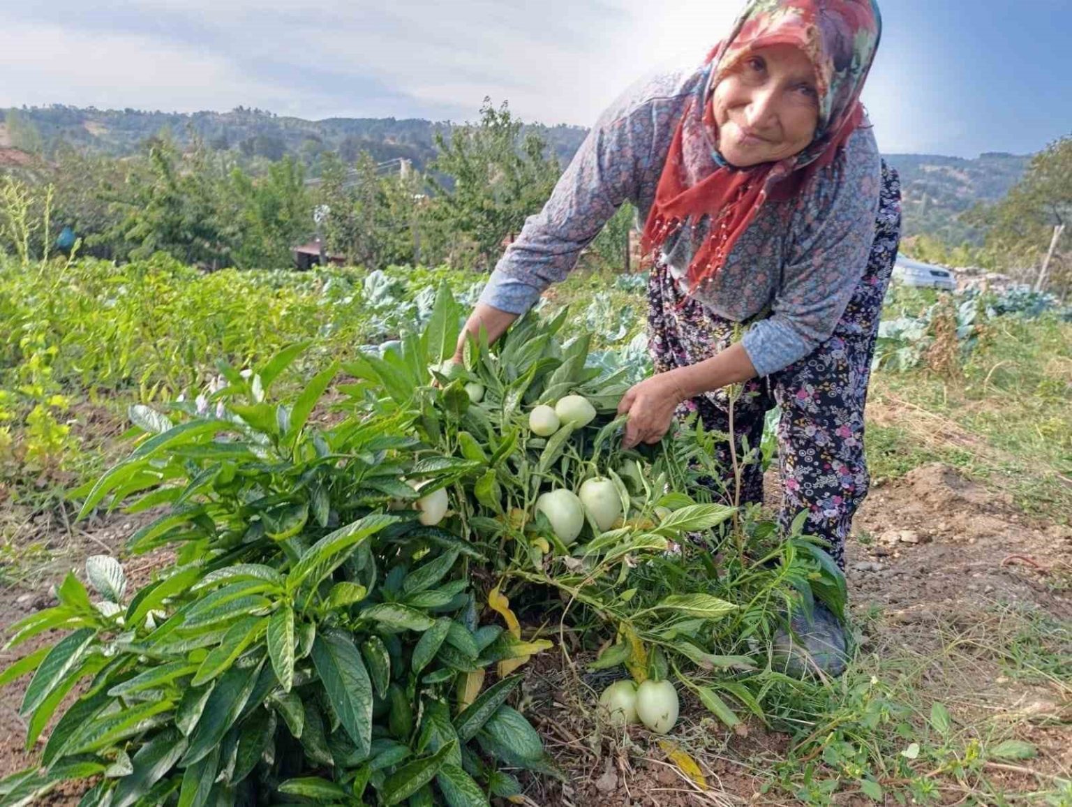 demircide-ilk-kez-pepino-yetistirildi