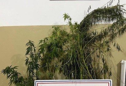 efelerde-22-kok-kenevir-ele-gecirildi