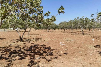 kayip-kadin-bahcede-olu-bulundu