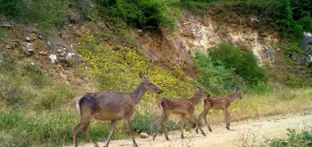 kizil-geyik-ailesi-kameralarda