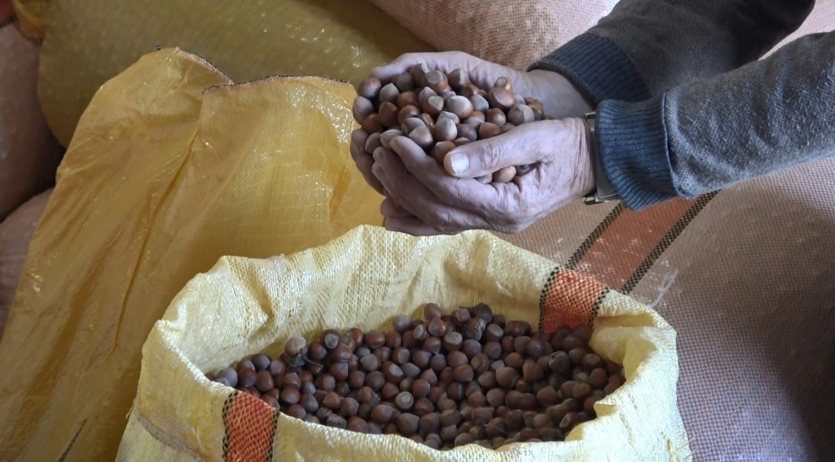 orduda-serbest-piyasada-findik-fiyatlari-300-liraya-ulasti