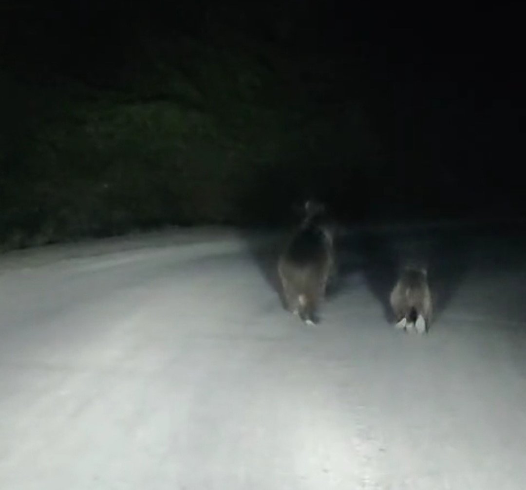 seyir-halindeki-otomobilin-onune-ayi-cikti