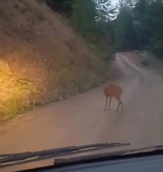 sinopta-yol-ortasinda-dinlenen-karaca-kameraya-yansidi