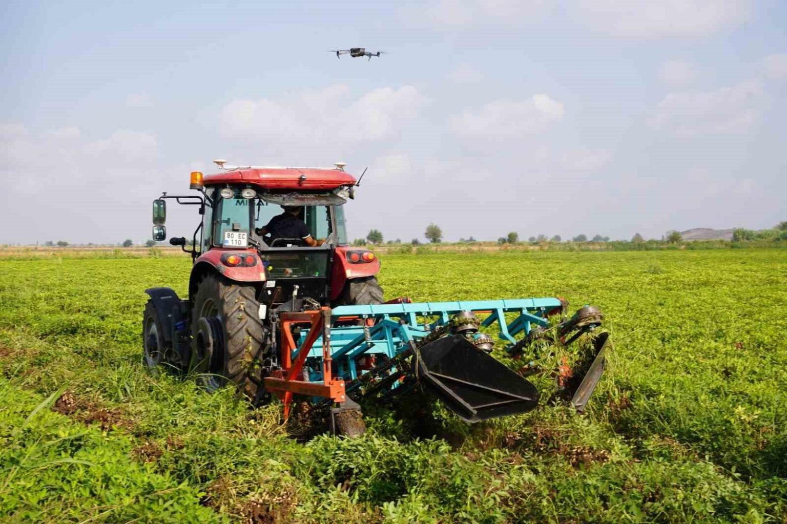 turkiyenin-yer-fistigi-uretim-merkezi-osmaniyede-bu-yil-52-bin-ton-rekolte-bekleniyor