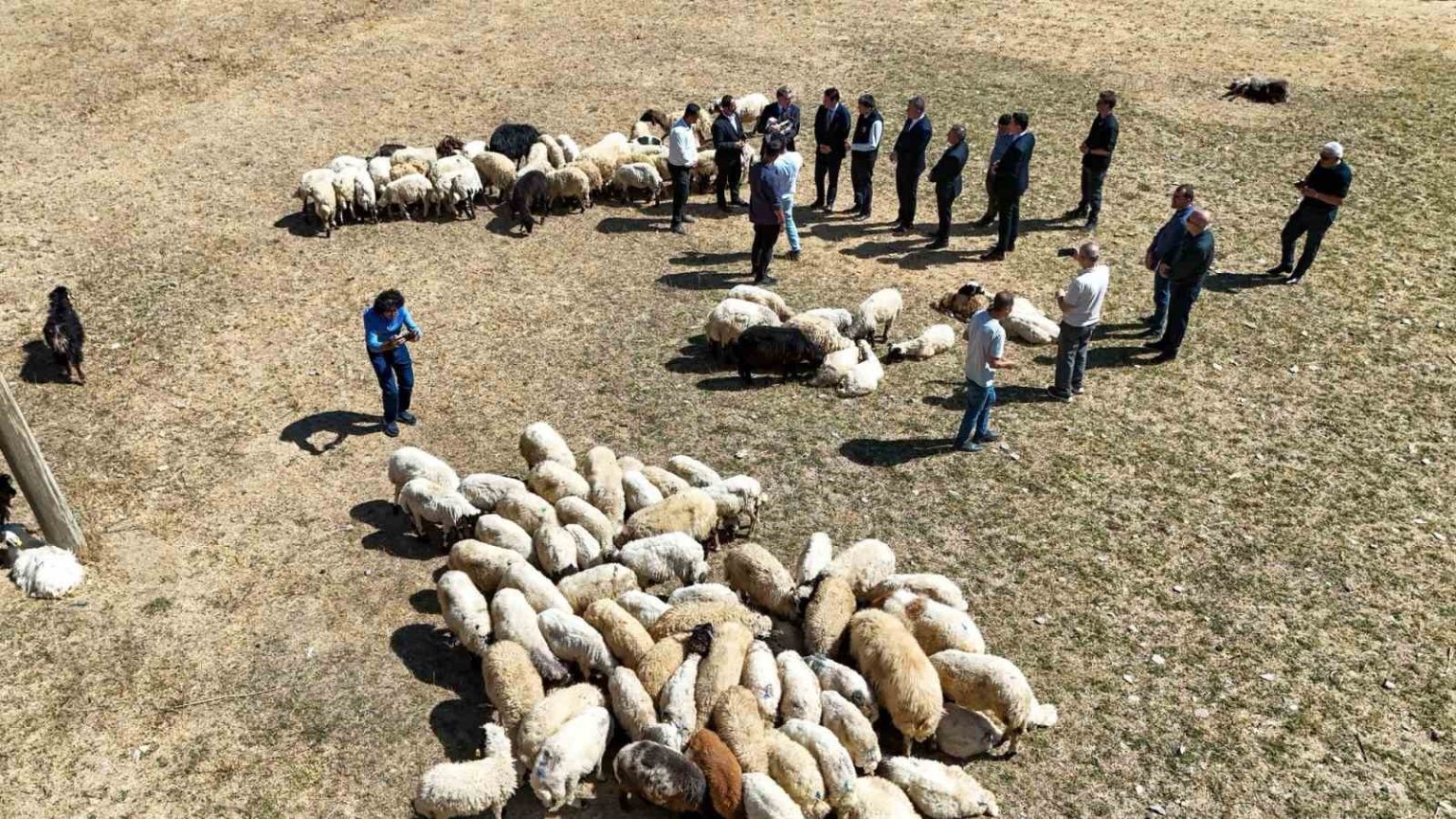 vali-balci-ciftcilerimize-240-bin-koyun-verdik