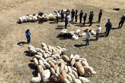 vali-balci-ciftcilerimize-240-bin-koyun-verdik
