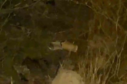 ankara-sokaklarini-fareler-basti