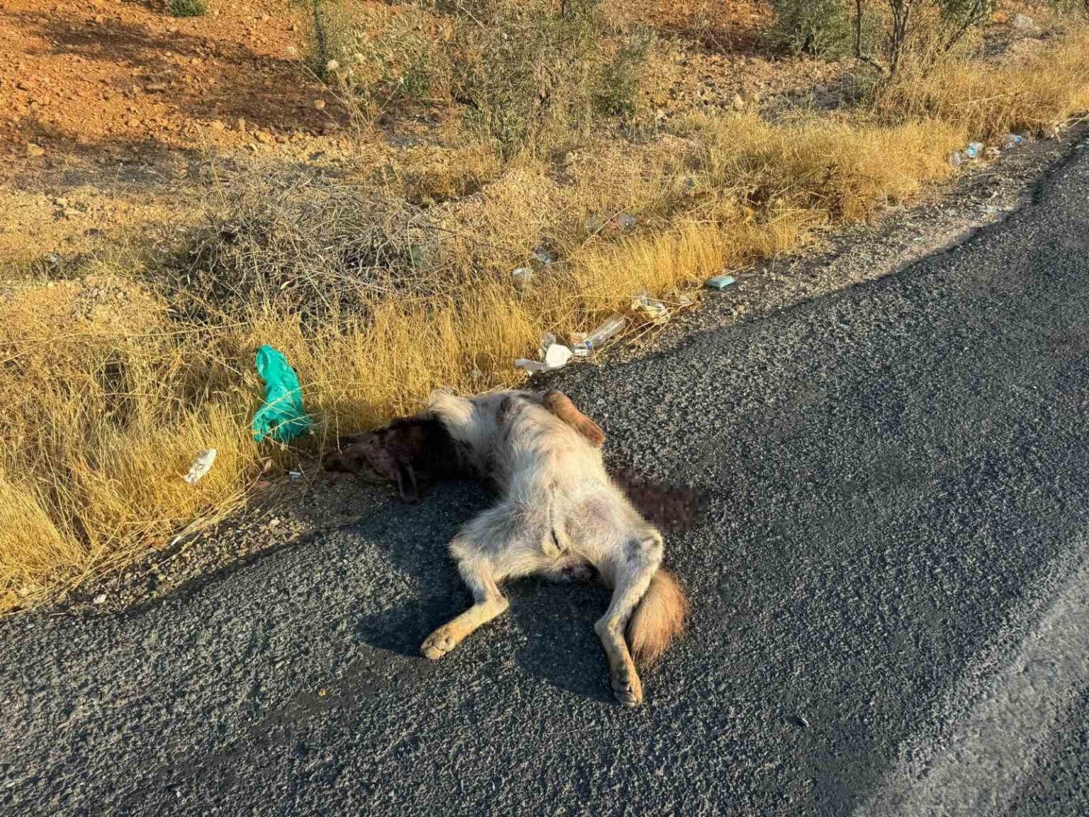 aracin-carptigi-cizgili-anadolu-sirtlani-telef-oldu