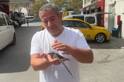 beyoglunda-taksici-bitkin-halde-buldugu-ebabil-kusunu-korumaya-aldi