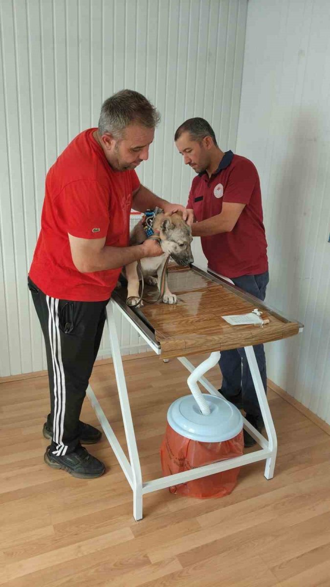 evcil-hayvan-sahiplerine-mikrocip-uyarisi