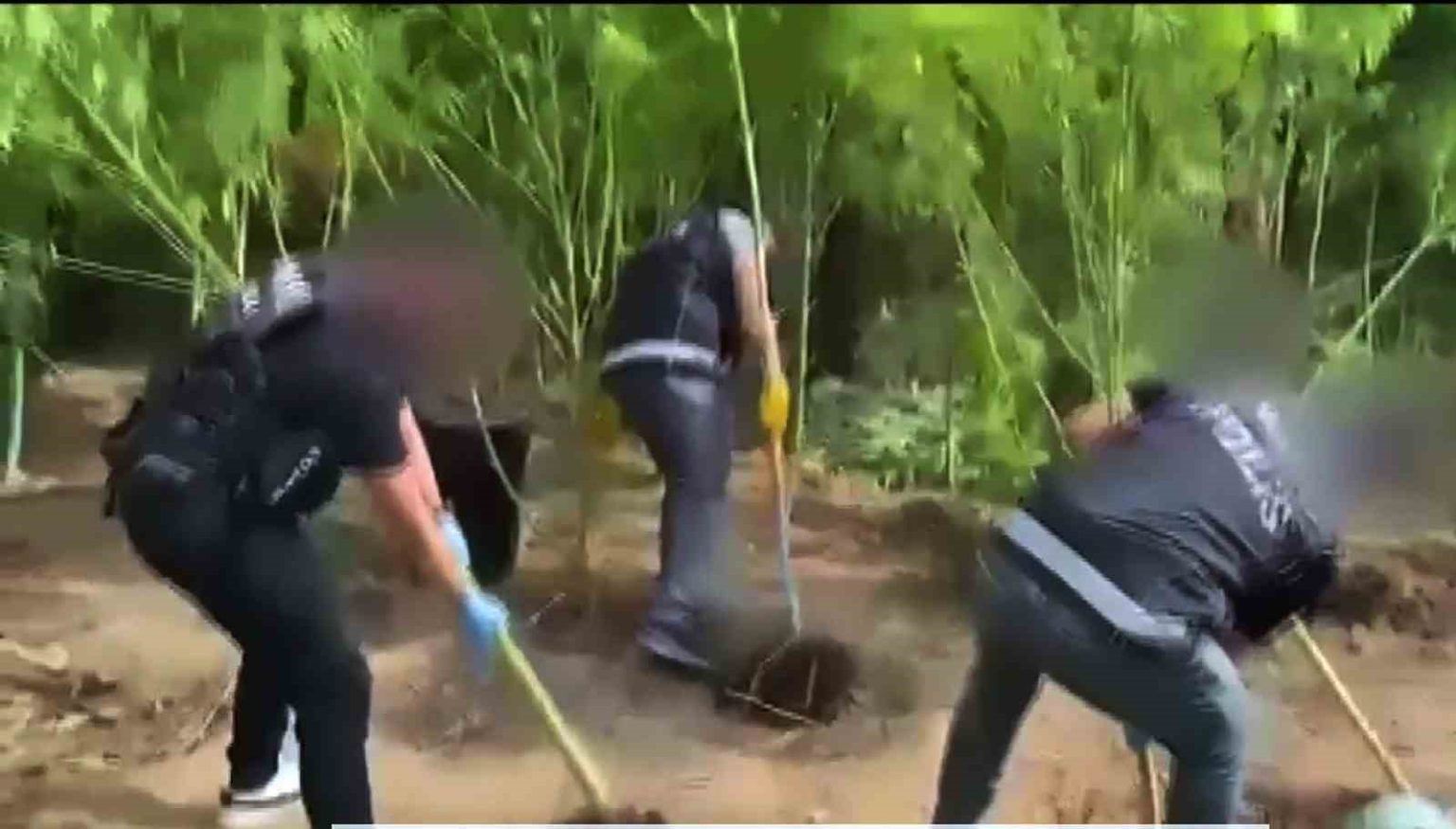 evlerinin-bahcesini-uyusturucu-bahcesine-cevirmisler