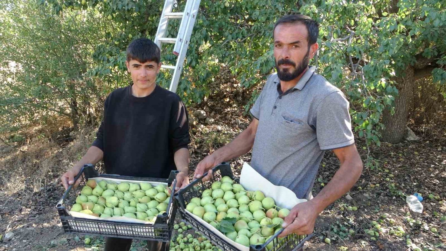 malatyada-tescilli-akcadag-armudu-hasadi-basladi-kilosu-70-tlden-alici-buluyor