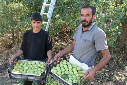 malatyada-tescilli-akcadag-armudu-hasadi-basladi-kilosu-70-tlden-alici-buluyor