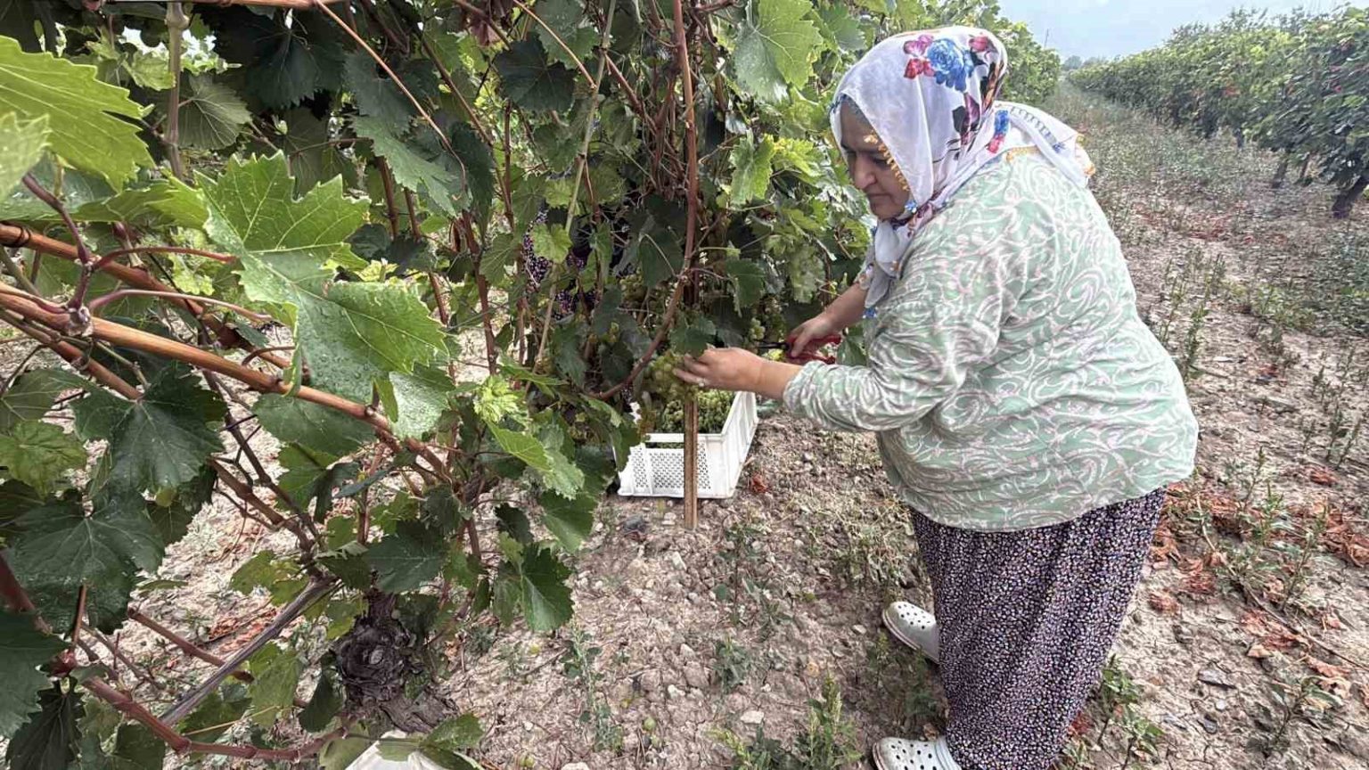 narince-uzumunu-de-don-vurdu-rekolte-yuzde-80-dustu