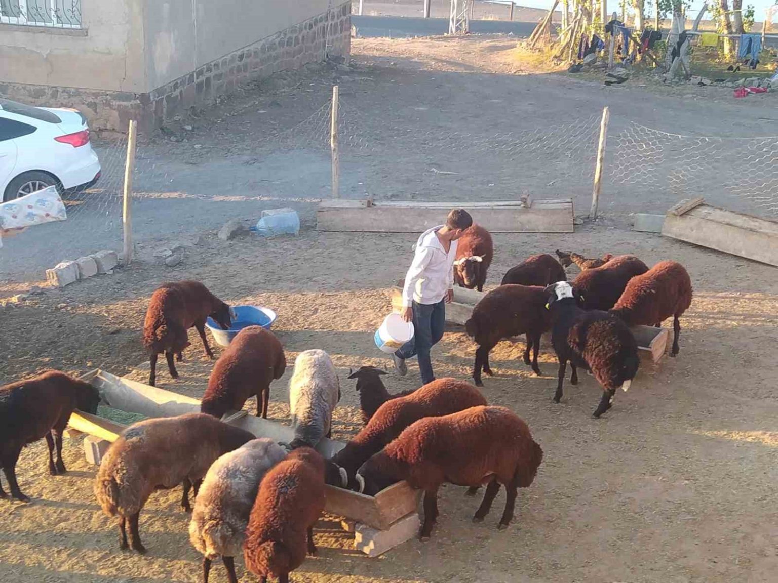 patnosta-besiciler-kis-hazirligini-surduruyor