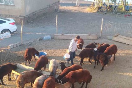 patnosta-besiciler-kis-hazirligini-surduruyor