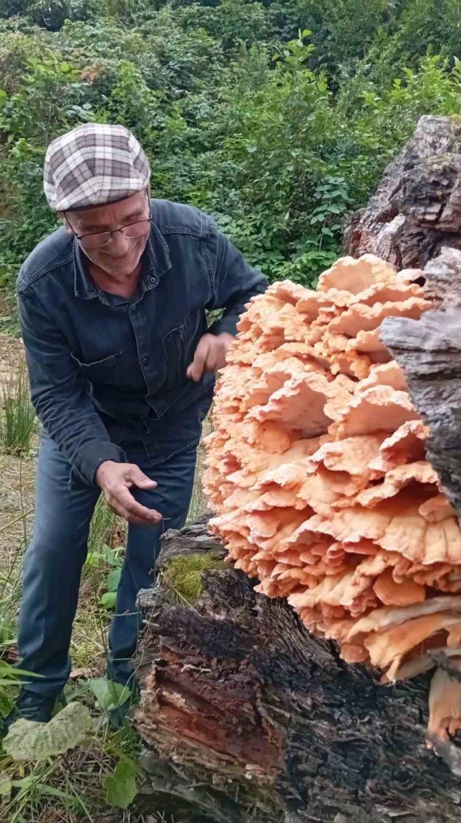 rizede-ormanda-gezintiye-cikan-3-arkadas-agacin-uzerinde-kilolarca-mantar-buldu