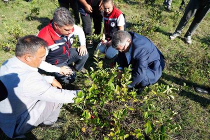 sinopta-aronya-meyvesi-hasadi-yapildi