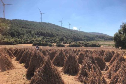 susamda-hasat-zamani-yaklasiyor