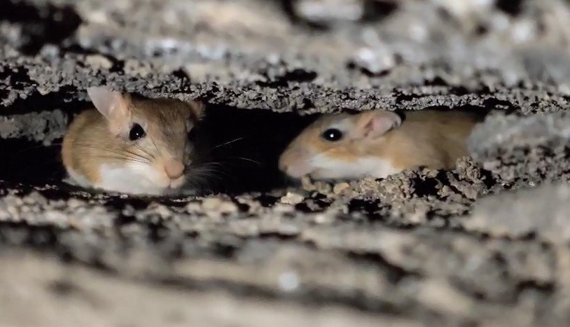 tatvanda-nesli-tehdit-altindaki-arap-tavsanlari-goruntulendi