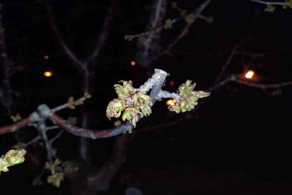 zirai-don-zararina-ugrayan-ciftcilere-destekleme-odemesi-yapilacak