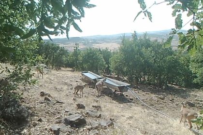 elazigda-dag-kecilerinin-sivatlardan-su-icmesi-fotokapanlara-yansidi