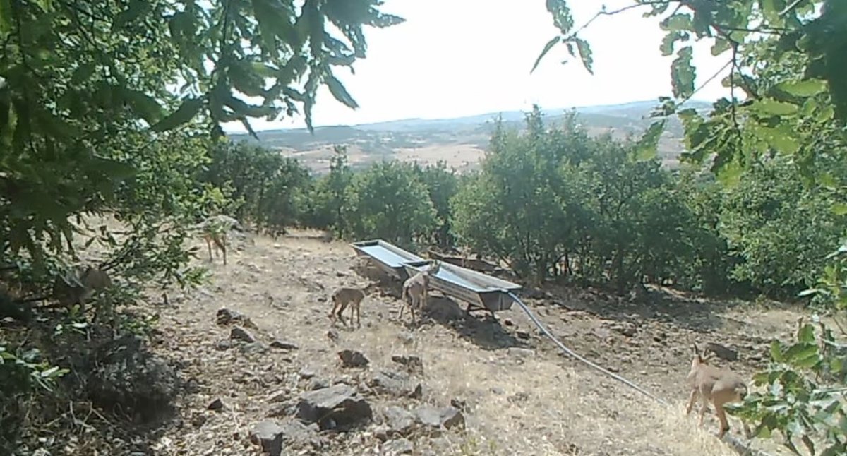 elazigda-dag-kecilerinin-sivatlardan-su-icmesi-fotokapanlara-yansidi