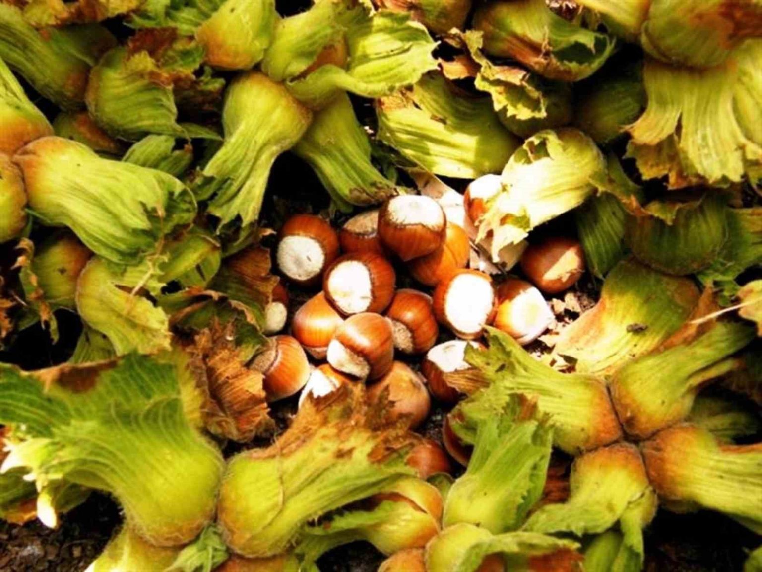 erzincanda-ilk-kez-yetistirdi1-ton-urun-bekliyor