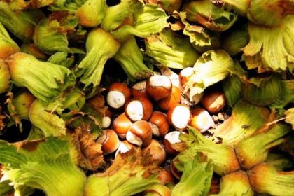 erzincanda-ilk-kez-yetistirdi1-ton-urun-bekliyor