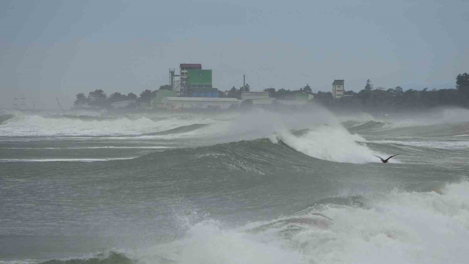 karadeniz-hircinlasti