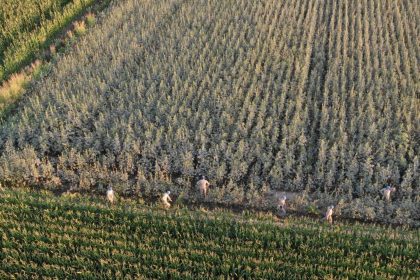 kocarlida-37-kok-kenevir-ele-gecirildi