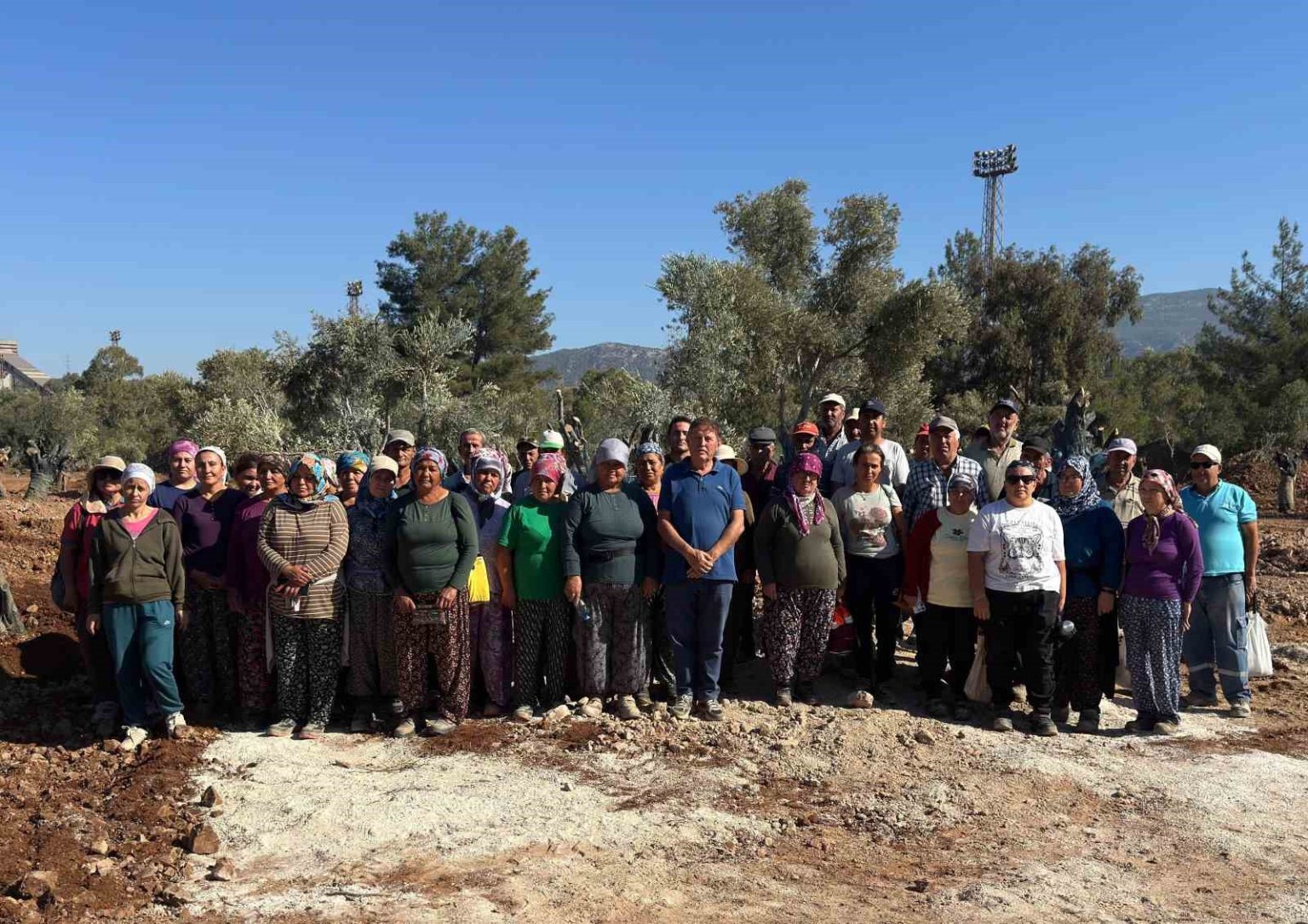 milasta-151-zeytin-agaci-dogal-saksi-yontemiyle-yeni-yerlerine-tasindi