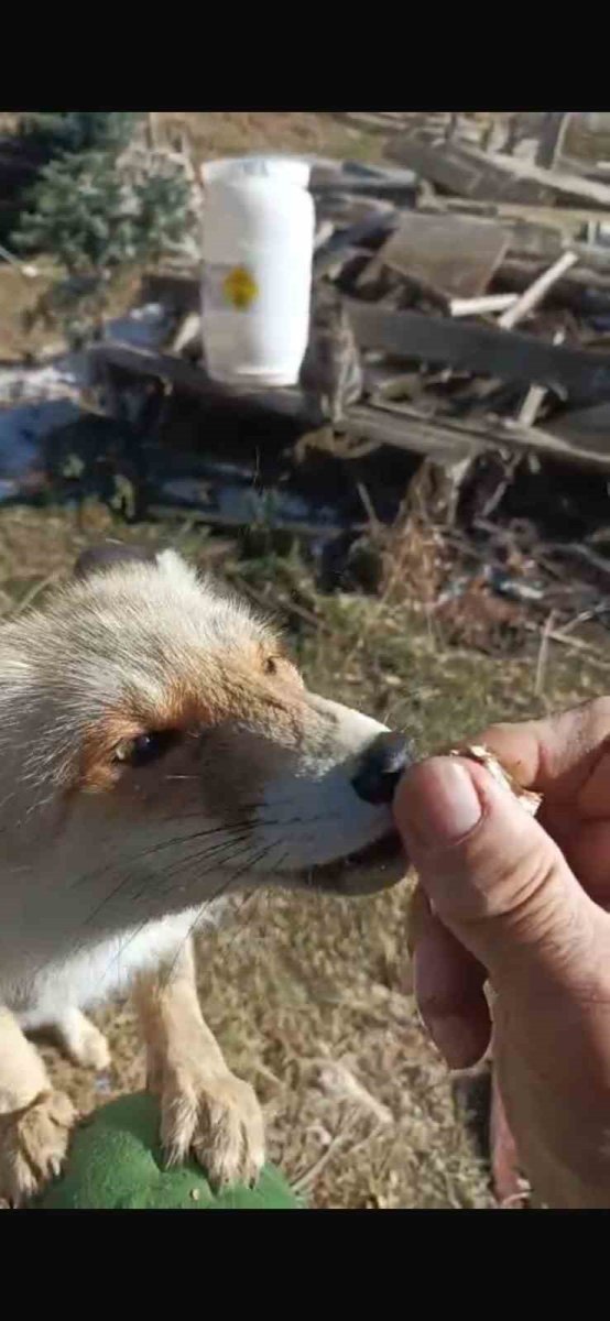 oflu-suleyman-amcanin-tilki-ile-dostlugu