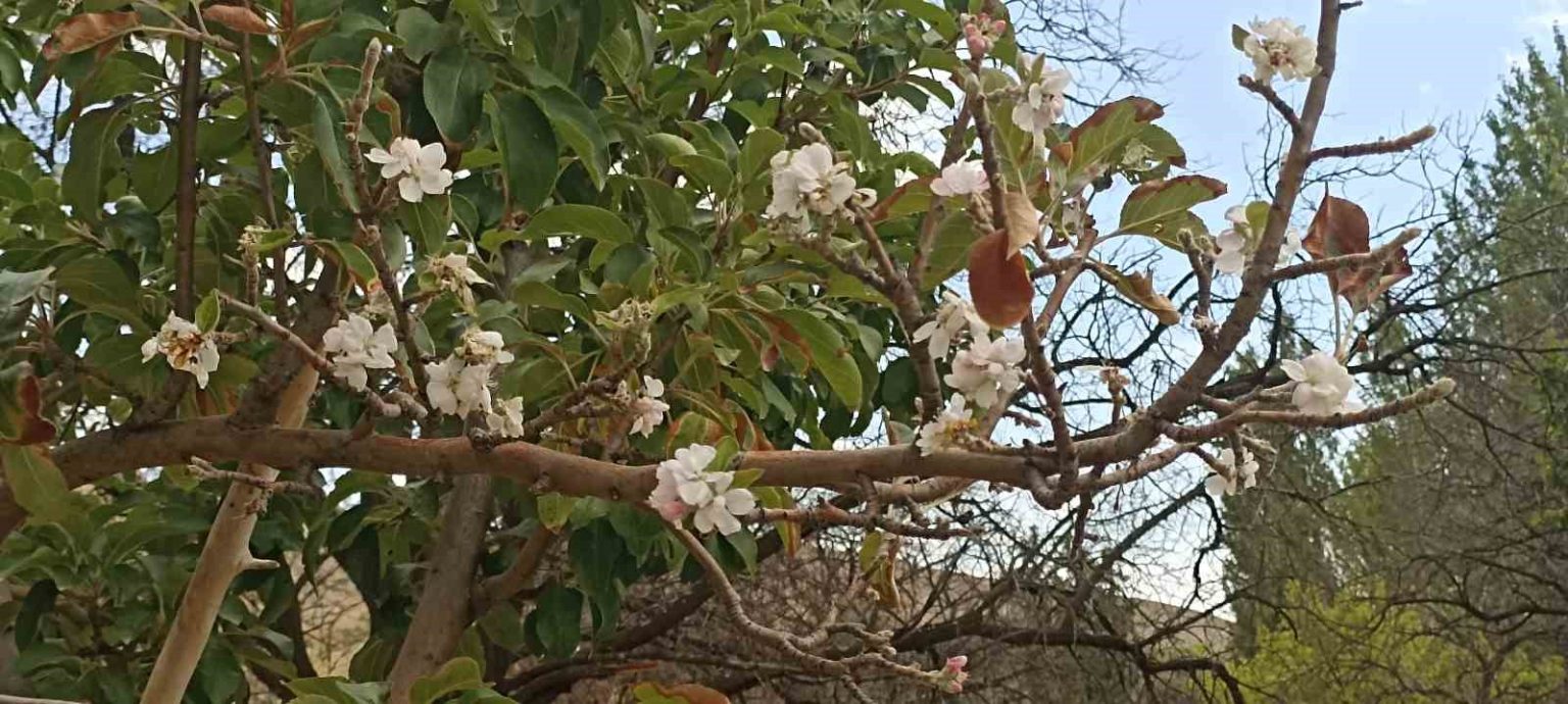 sonbaharda-cicek-acan-agac-gorenleri-hayrete-dusurdu