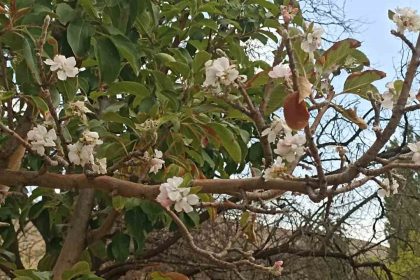 sonbaharda-cicek-acan-agac-gorenleri-hayrete-dusurdu