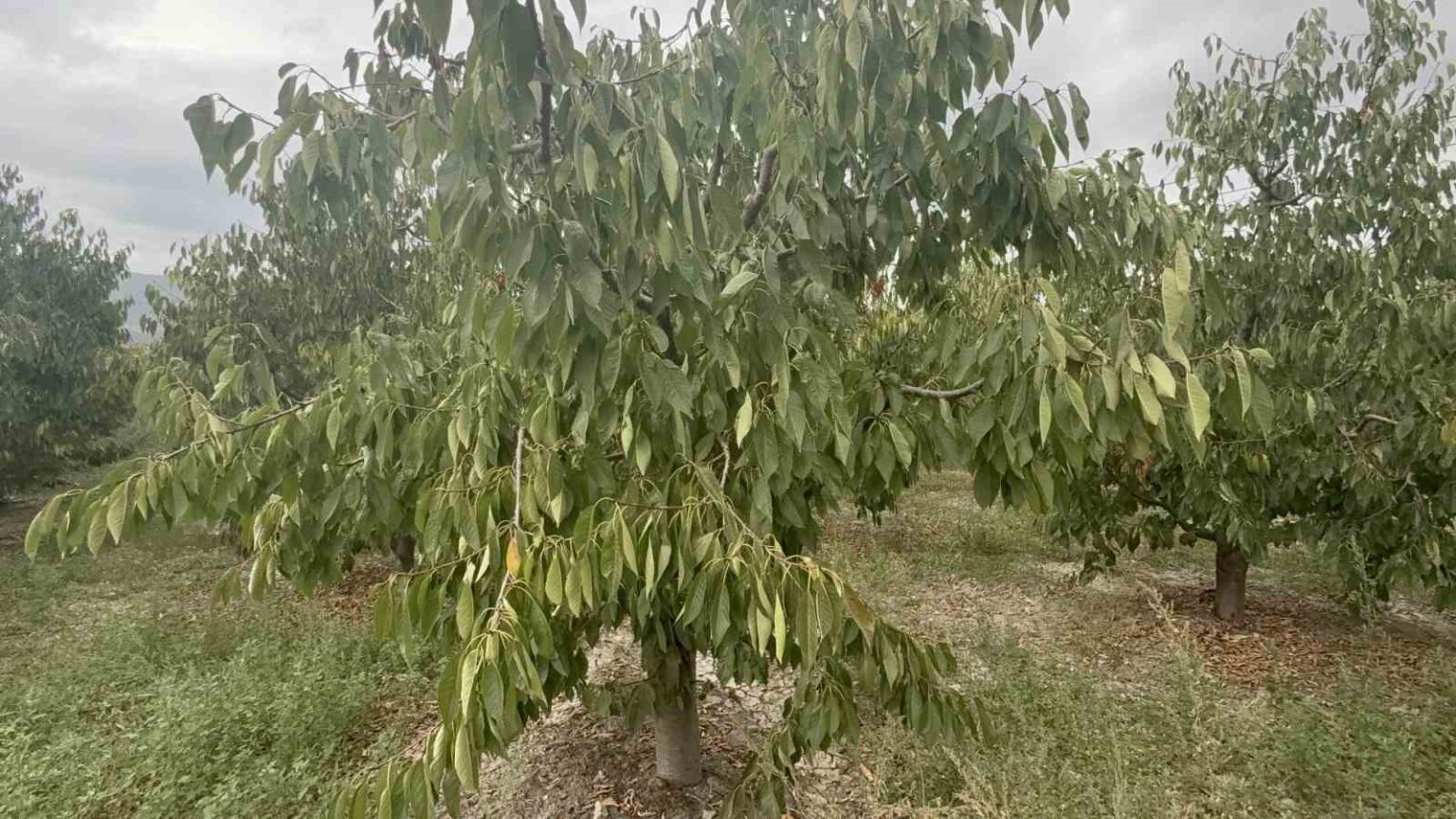 tokatin-ozel-kirazi-urun-vermedi-5-milyon-dolarlik-kayip-yasandi