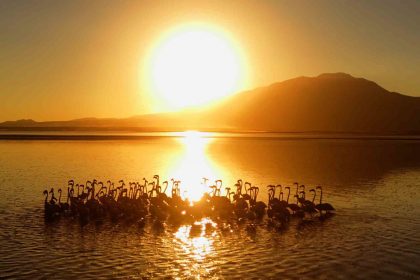 van-golunde-gun-batimiyla-flamingolarin-guzelligi