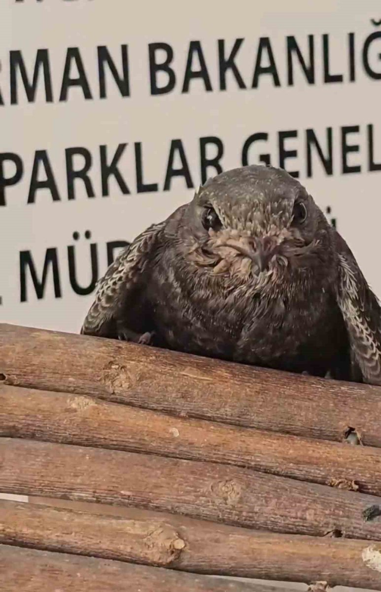 yarali-kuslar-doga-koruma-ve-milli-parklar-ekipleri-sayesinde-hayata-tutundu