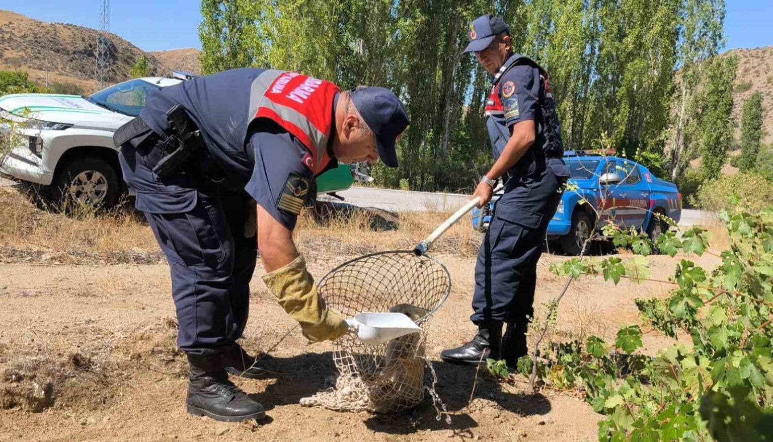 yarali-tilki-koruma-altina-alindi