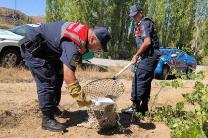 yarali-tilki-koruma-altina-alindi