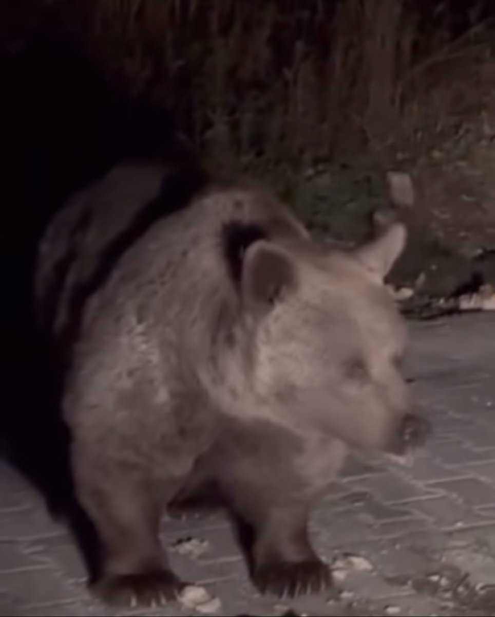 ayi-ailesini-arabadan-besledi-yavru-ayi-kaputa-yaslandi