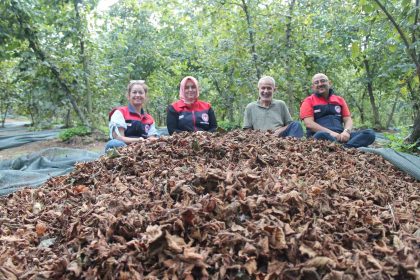 findikta-verim-ve-kalite-artiyor