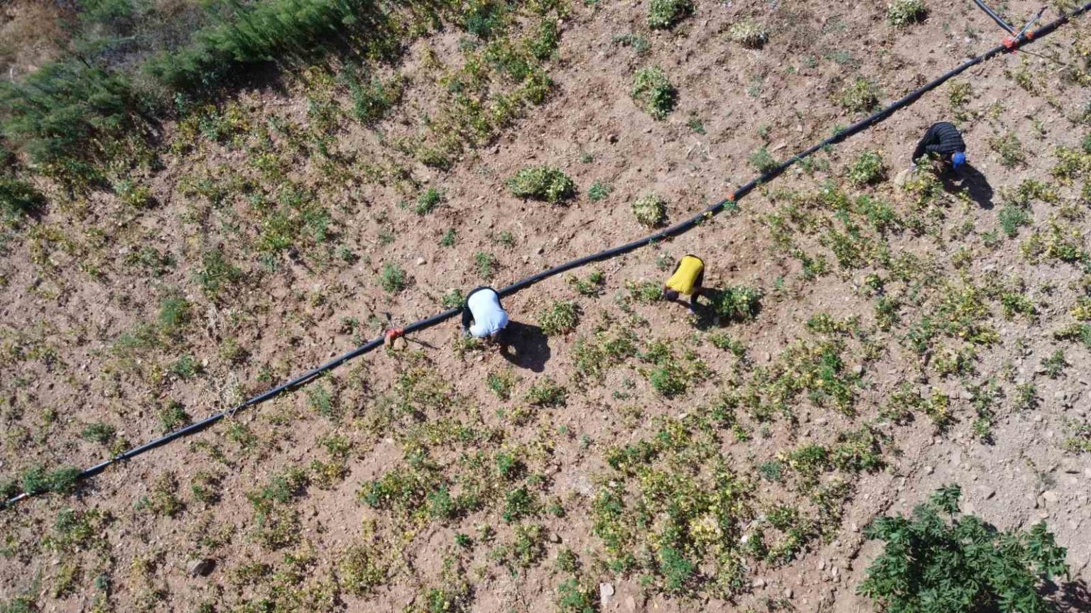 kar-suyuyla-sulanan-beyaz-fasulyede-hasat-zamani